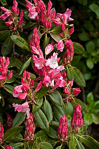RHODODENDRON_DAWNS_DELIGHT