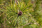 SCIADOPITYS VERTICILLATA, UMBRELLA PINE