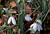 GALANTHUS BILL BISHOP