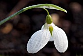 GALANTHUS PLICATUS THREE SHIPS