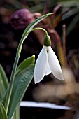 GALANTHUS RUTH BIRCHALL