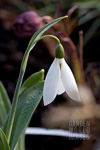 GALANTHUS_RUTH_BIRCHALL