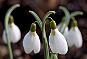 GALANTHUS SUTTON COURTENAY