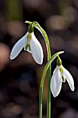 GALANTHUS IVY COTTAGE CORPORAL