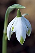 GALANTHUS PUSEY GREEN TIPS