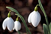 GALANTHUS BERTRAM ANDERSON