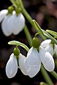 GALANTHUS MERLIN