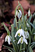 GALANTHUS CORDELIA