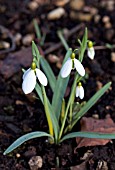 GALANTHUS TUBBY MERLIN