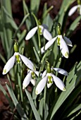 GALANTHUS DAPHNES SCISSORS