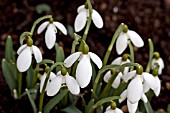 GALANTHUS CHEDWORTH