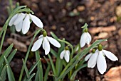 GALANTHUS SILVERWELLS