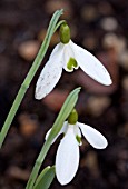 GALANTHUS BACKHOUSE SPECTABLES