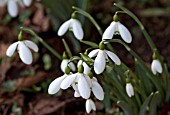 GALANTHUS BILL FRASER