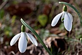 GALANTHUS MAGNET