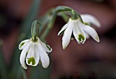 GALANTHUS BLEWSBURY TART