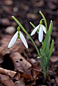 GALANTHUS WASP