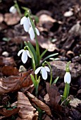 GALANTHUS STRAFFAN