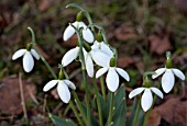 GALANTHUS UPCHER