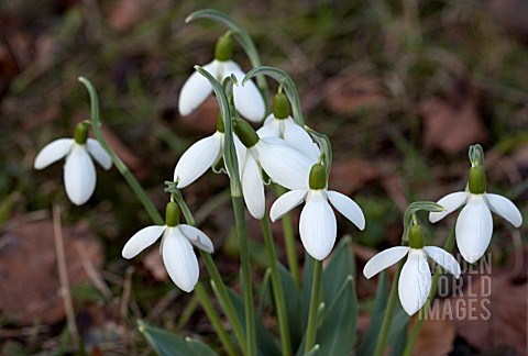 GALANTHUS_UPCHER