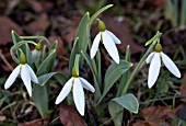 GALANTHUS OLIVER WYATT