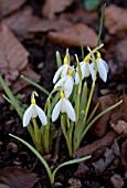 GALANTHUS NIVALIS SANDERSII GROUP