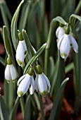 GALANTHUS VIRIDAPICE