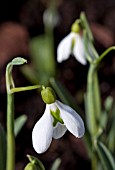 GALANTHUS LITTLE JOHN