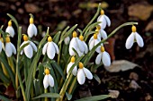 GALANTHUS SPINDLESTONE SURPRISE