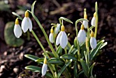 GALANTHUS WENDYS GOLD