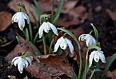 GALANTHUS DONCASTERS DOUBLE CHARMER