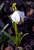 GALANTHUS TRYM