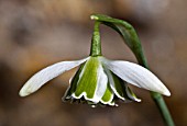 GALANTHUS TITANIA