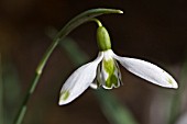 GALANTHUS ELWESII DAPHNES SCISSORS