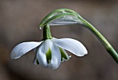 GALANTHUS DESDEMONA