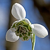 GALANTHUS DESDEMONA