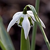 GALANTHUS RICHARD AYERS