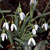 GALANTHUS BLONDE INGE