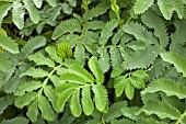 MELIANTHUS MAJOR LEAVES