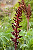 MELIANTHUS MAJOR