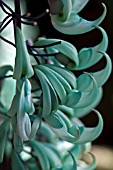 STRONGYLODON MACROBOTRYS, THE JADE VINE