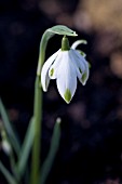 GALANTHUS PUSEY GREEN TIPS