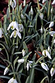 GALANTHUS CORDELIA