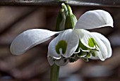 GALANTHUS DESDEMONA