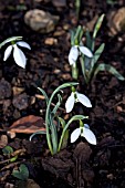 GALANTHUS CASSABA DAELINGWORTH