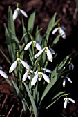 GALANTHUS DAPHNES SCISSORS