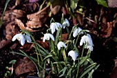 GALANTHUS ERMINE HOUSE