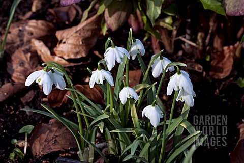 GALANTHUS_ERMINE_HOUSE