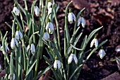 GALANTHUS CURLY