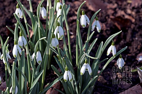 GALANTHUS_CURLY